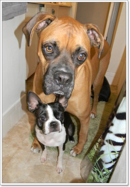 Dogilike.com :: รวมน้องหมาฝาแฝดต่างไซส์