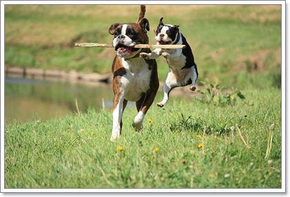 Dogilike.com :: รวมน้องหมาฝาแฝดต่างไซส์