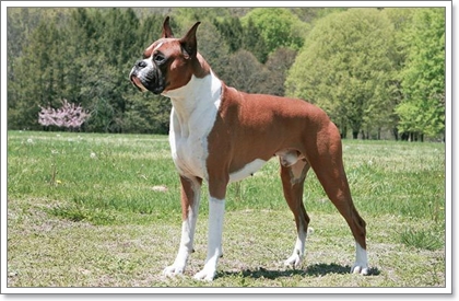 Dogilike.com :: รวมน้องหมาฝาแฝดต่างไซส์