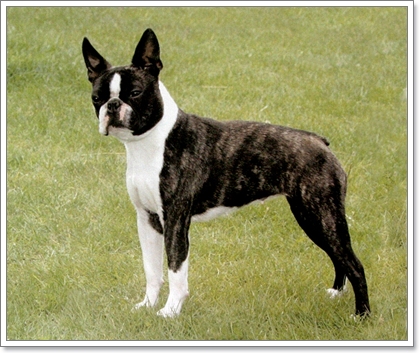 Dogilike.com :: รวมน้องหมาฝาแฝดต่างไซส์