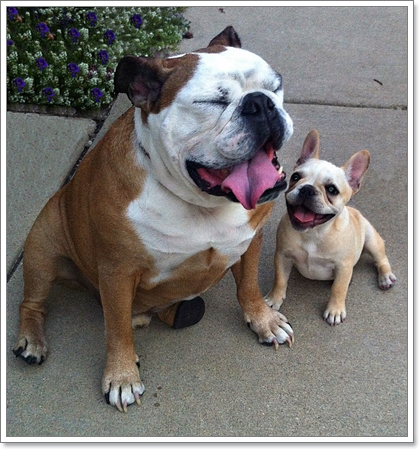 Dogilike.com :: รวมน้องหมาฝาแฝดต่างไซส์