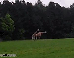 Giraffe sex fail