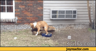 dog,dogs,gif