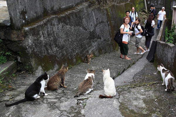 หมู่บ้านแมว เมืองหูต่ง ไต้หวัน แหล่งท่องเที่ยวของคนรักเหมียว