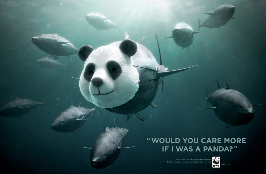 Bluefin Tuna. Would You Care More If I Was A Panda?