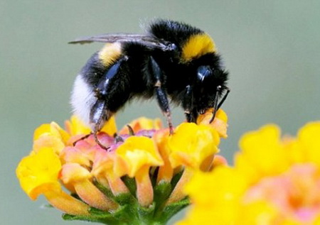 รู้หรือไม่ แมลงอะไร บินไ