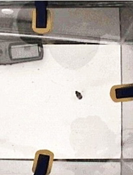 รู้หรือไม่ แมลงอะไร บินไ