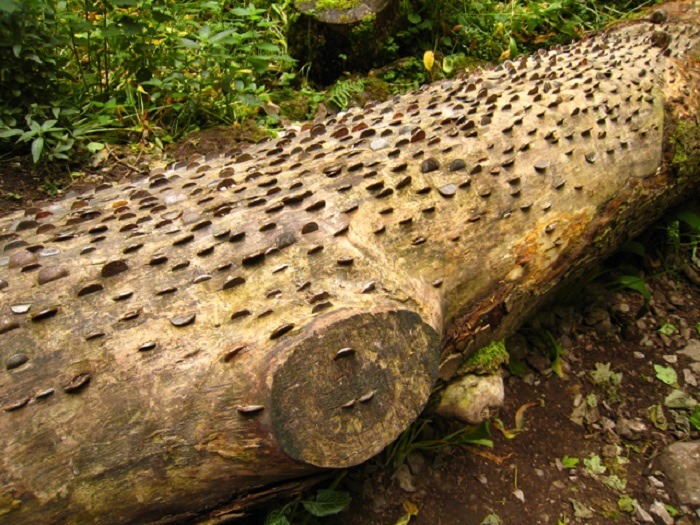 Wishing Trees Felled