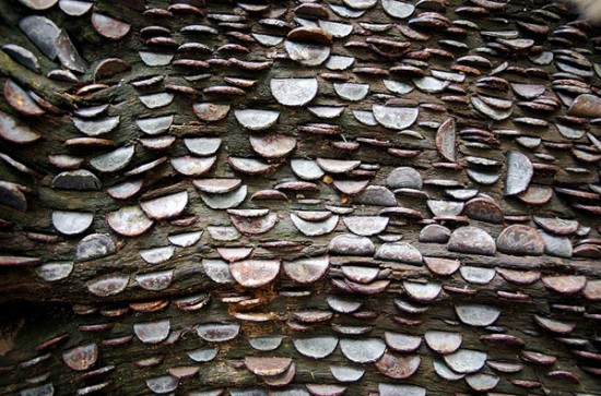 coin-wishing-tree 5
