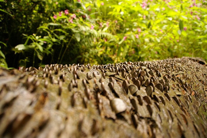 Wishing Trees Money Bark