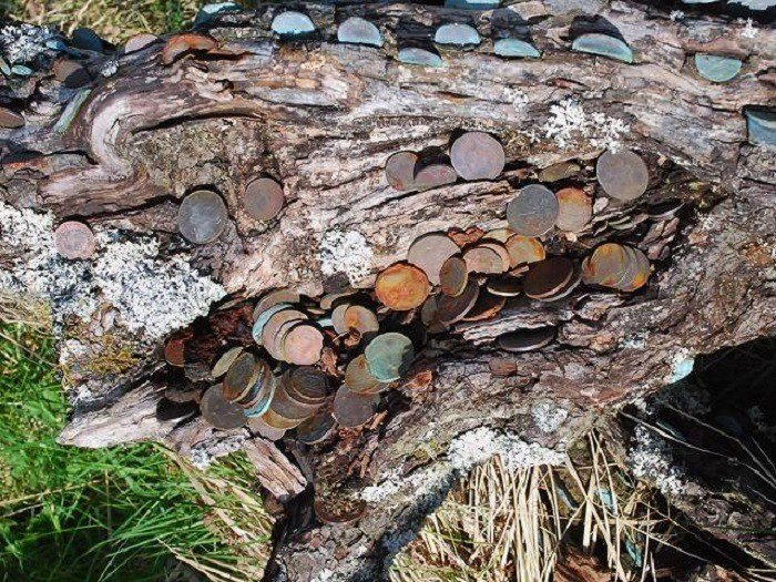 Wishing Trees Armady