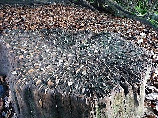 A Wishing Tree-Stump. by TravelPod Member Rachelkw