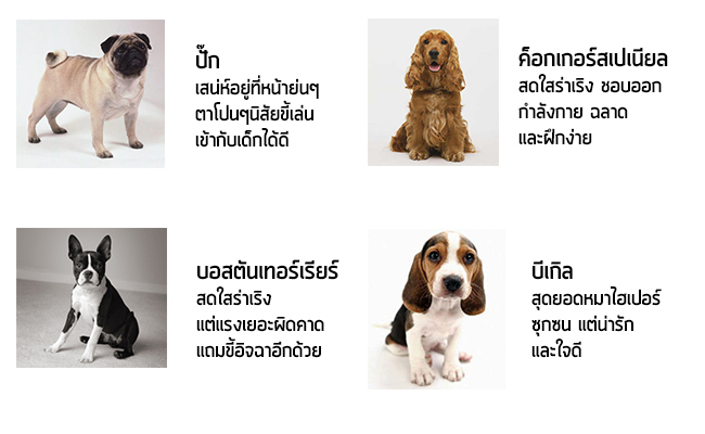 สุนัขร่าเริง