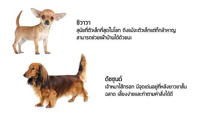 สุนัขที่เราดูแลเองได้