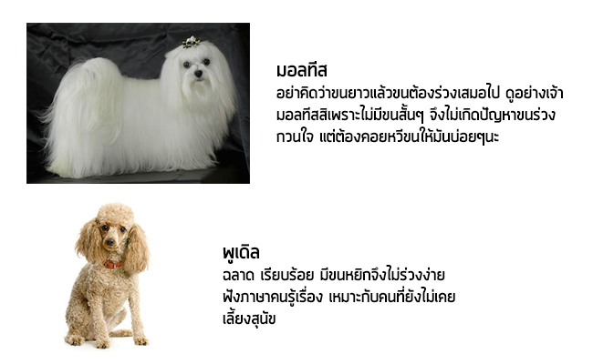 หมาขนไม่ร่วง