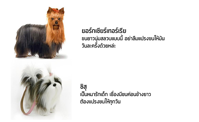หมาตัวเล็กๆน่ารัก