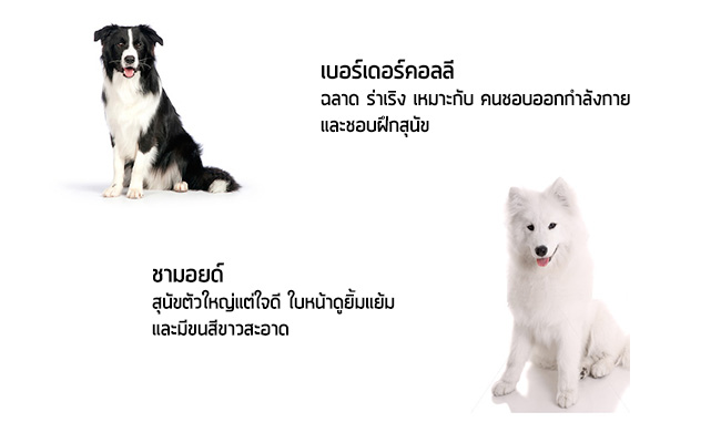 หมาตัวใหญๆเท่ๆ