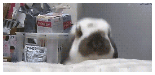 bunny trying to get attention