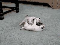 puppies wrestling