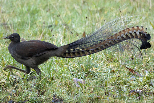 "Lyre Bird" จ้าวแห่งการเลียนเสียง ไม่มีเสียงไหนที่ทำไม่ได้