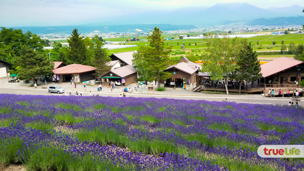 เที่ยวญี่ปุ่น สุดชิลล์ชมทุ่งลาเวนเดอร์ ฟาร์มโทะมิตะ Farm Tomita ที่ฟุระโนะ ฮอกไกโด