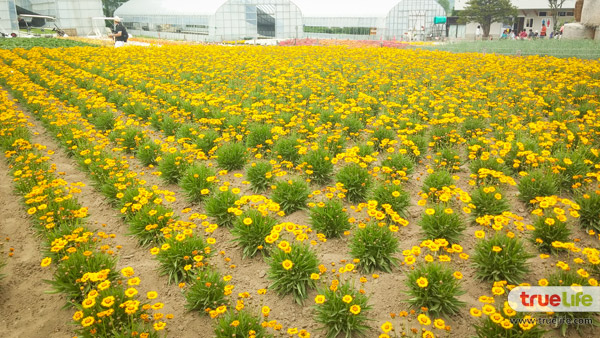 เที่ยวญี่ปุ่น สุดชิลล์ชมทุ่งลาเวนเดอร์ ฟาร์มโทะมิตะ Farm Tomita ที่ฟุระโนะ ฮอกไกโด