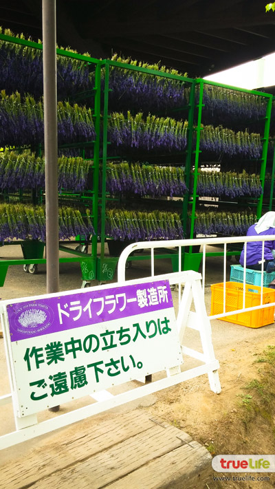 เที่ยวญี่ปุ่น สุดชิลล์ชมทุ่งลาเวนเดอร์ ฟาร์มโทะมิตะ Farm Tomita ที่ฟุระโนะ ฮอกไกโด