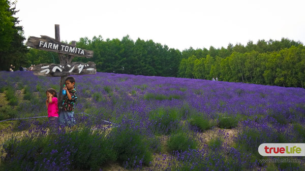 เที่ยวญี่ปุ่น สุดชิลล์ชมทุ่งลาเวนเดอร์ ฟาร์มโทะมิตะ Farm Tomita ที่ฟุระโนะ ฮอกไกโด