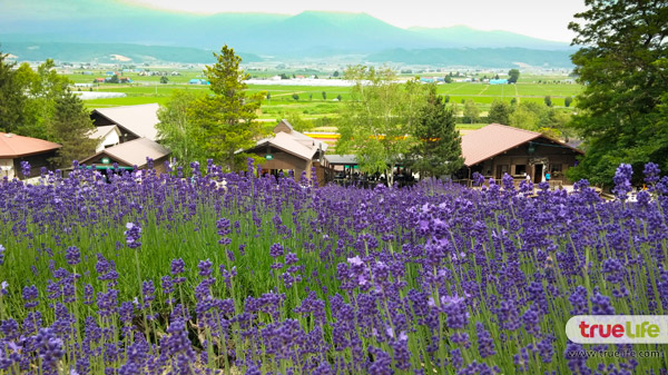 เที่ยวญี่ปุ่น สุดชิลล์ชมทุ่งลาเวนเดอร์ ฟาร์มโทะมิตะ Farm Tomita ที่ฟุระโนะ ฮอกไกโด