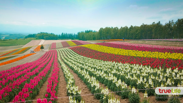 เที่ยวญี่ปุ่น สุดชิลล์ชมทุ่งลาเวนเดอร์ ฟาร์มโทะมิตะ Farm Tomita ที่ฟุระโนะ ฮอกไกโด