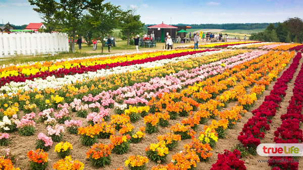 เที่ยวญี่ปุ่น สุดชิลล์ชมทุ่งลาเวนเดอร์ ฟาร์มโทะมิตะ Farm Tomita ที่ฟุระโนะ ฮอกไกโด