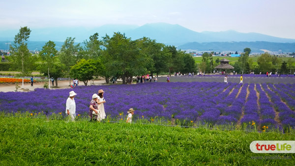 เที่ยวญี่ปุ่น สุดชิลล์ชมทุ่งลาเวนเดอร์ ฟาร์มโทะมิตะ Farm Tomita ที่ฟุระโนะ ฮอกไกโด