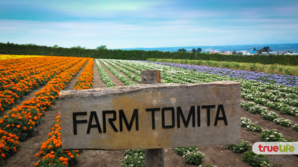 เที่ยวญี่ปุ่น สุดชิลล์ชมทุ่งลาเวนเดอร์ ฟาร์มโทะมิตะ Farm Tomita ที่ฟุระโนะ ฮอกไกโด