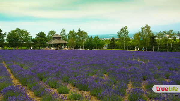 เที่ยวญี่ปุ่น สุดชิลล์ชมทุ่งลาเวนเดอร์ ฟาร์มโทะมิตะ Farm Tomita ที่ฟุระโนะ ฮอกไกโด