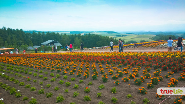 เที่ยวญี่ปุ่น สุดชิลล์ชมทุ่งลาเวนเดอร์ ฟาร์มโทะมิตะ Farm Tomita ที่ฟุระโนะ ฮอกไกโด