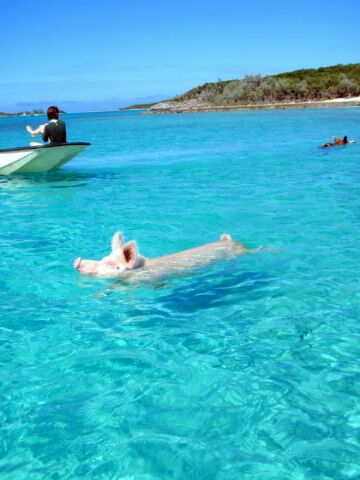 12 สุดยอดทะเลน่าแหวกว่าย