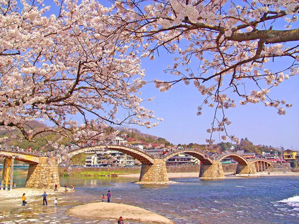 เที่ยวญี่ปุ่น ชมดอกซากุระที่สะพานคินไทเคียว (Kintai Bridge) สะพานไม้โค้งที่สวยที่สุด ในญี่ปุ่น
