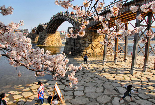 เที่ยวญี่ปุ่น ชมดอกซากุระที่สะพานคินไทเคียว (Kintai Bridge) สะพานไม้โค้งที่สวยที่สุด ในญี่ปุ่น
