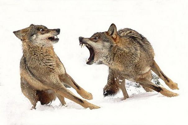 20 ภาพบังเอิญภาพหายาก สั