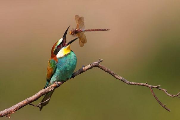 20 ภาพบังเอิญภาพหายาก สั