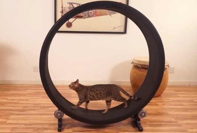 one_fast_cat_exercise_wheel_01