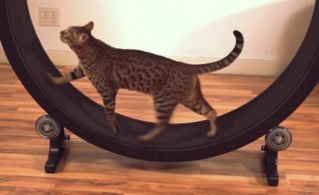 one_fast_cat_exercise_wheel_03
