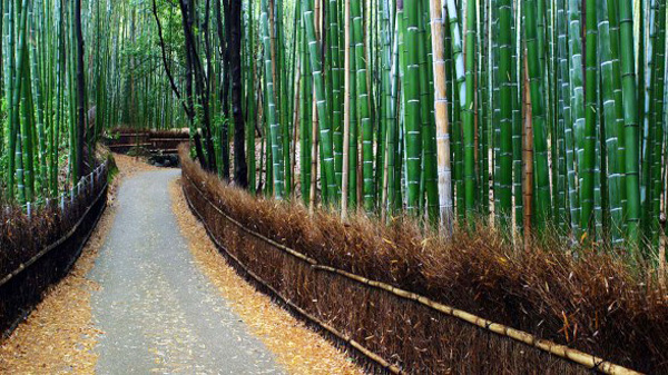 เที่ยวญี่ปุ่น ป่าไผ่ซากาโนะ  (Sagano bamboo forest) เกียวโต เสน่ห์โลกตะวันออก 