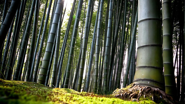 เที่ยวญี่ปุ่น ป่าไผ่ซากาโนะ  (Sagano bamboo forest) เกียวโต เสน่ห์โลกตะวันออก 