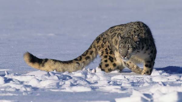 snowleopard3222