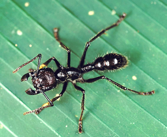 Bullet ant มดกระสุนต่อยเจ็บที่สุดในโลก เจ็บเหมือนถูกกระสุนปืนยิง