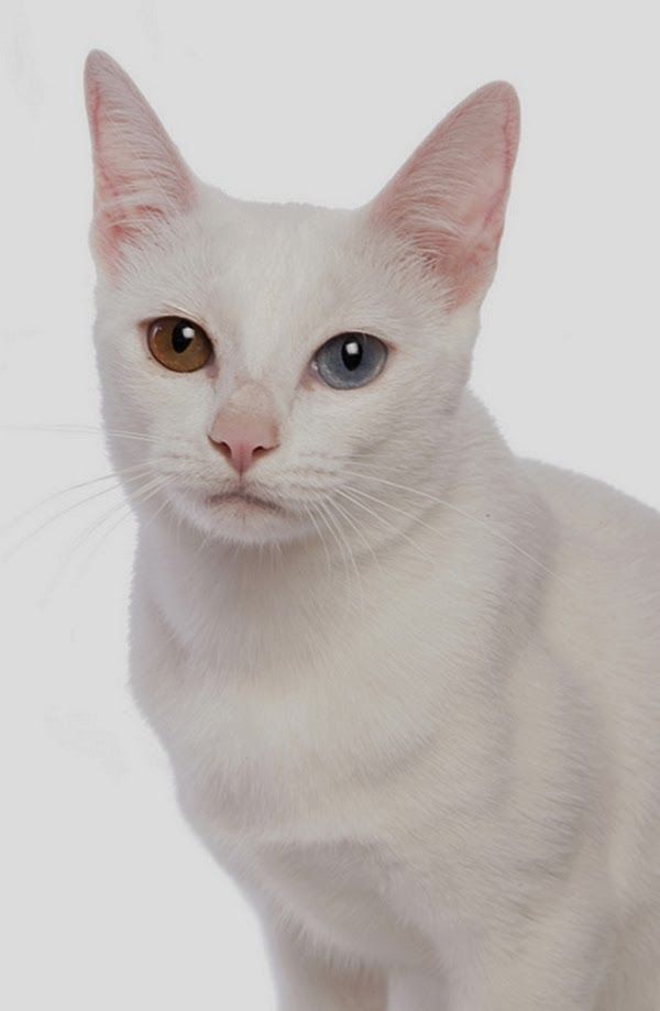 10 อันดับสายพันธ์แมวที่ค