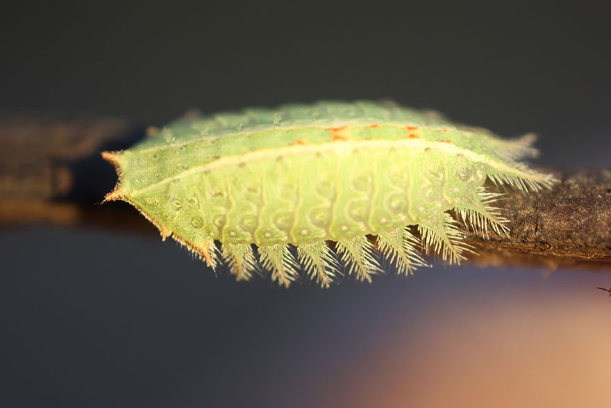 caterpillar-moth-butterfly-before-after-metamorphosis-4-1
