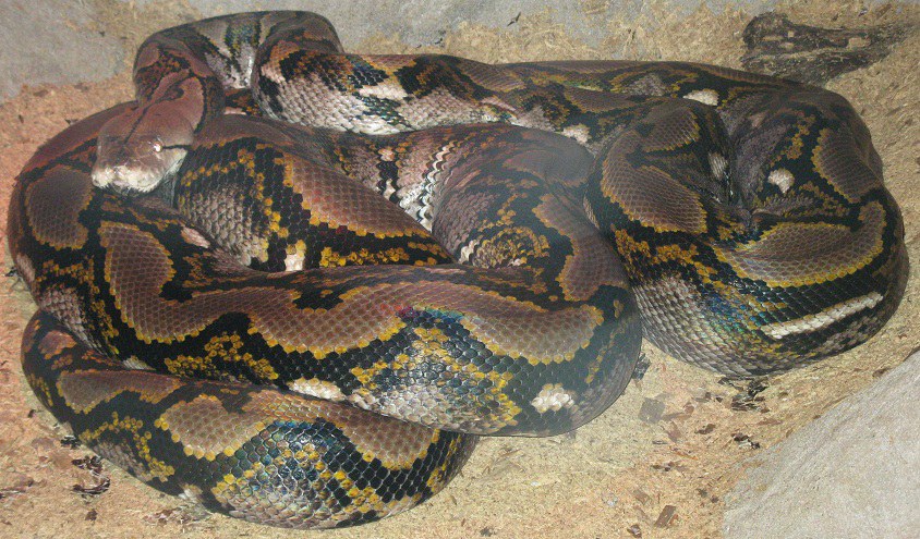 reticulated  python