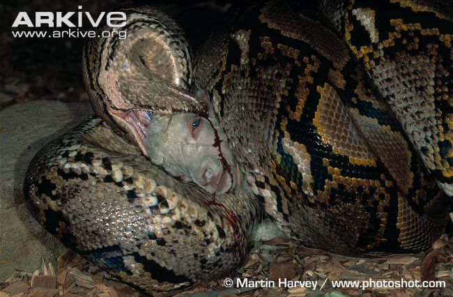 Reticulated python eating a goat